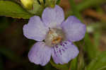 Oblongleaf snakeherb